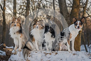 Four dogs are sitting on a fallen snowy tree in the forest and looking at their owner.