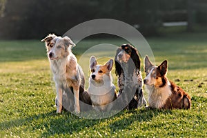 Four dogs sitting in the Park