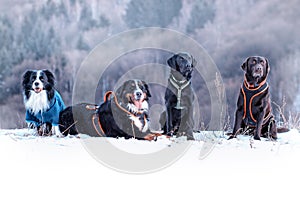 Four dogs are sitting in snow. There are border collie, bernese mountain dog and black and brown labrador retriever. It is winter