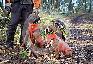 Four dogs waiting for a command