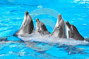Four dolphins and Beluga dancing Lambada