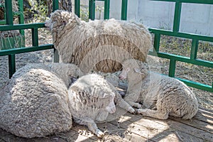 Four domestic sheep in the pen. Cattle breeding and livestock breeding