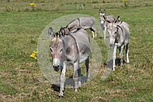Four donkeys in a meadow