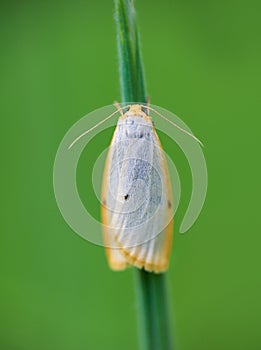 Four dotted footman, cybosia mesomella butterfly insect sitting on grass stem. Animal background