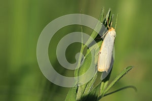 Four-dotted footman moth