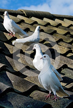 Four Doves on the roof