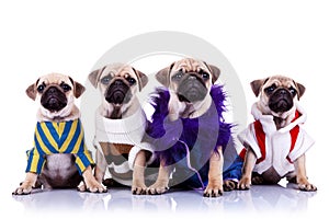 Four dressed mops puppy dogs
