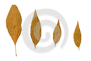 four dry fallen leaves