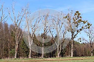 four dry trees cut by beavers, doomed to wither