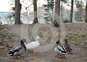 Four ducks in forest clearing