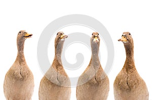 Four ducks looked forward on a white photo