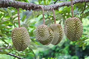 Four durians on tree