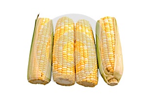 Four Ears of Corn Over White