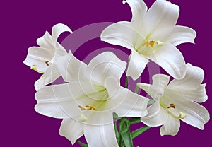 Four Easter Lilies, Lilium Longiflorum, White Trumpet Lily, Isolated on a Purple Background photo