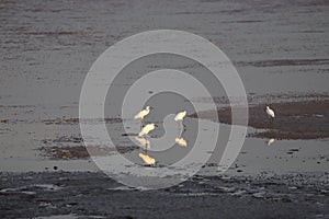 Four Egrets during low tib on the Bohai