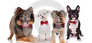 Four elegant dogs of different breeds wearing red bowties