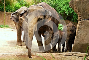 Four Elephants Posing for a Family Portrait