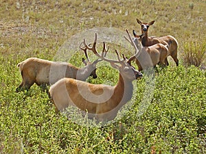 Four Elk