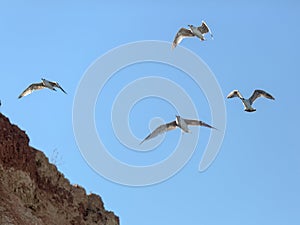 Four European herring gull flying along shore