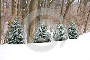 Four Evergreen trees photo