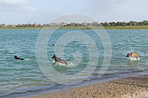 Four excited dogs playing in a dog park retention pond