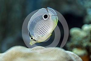 Four-eyed Butterflyfish,Chaetodon capistratus