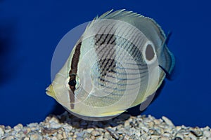 Four Eyed Butterflyfish photo
