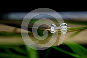 Four-Eyed Fish Eyes Peeking out from Water Surface