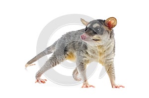 Four-eyed Opossum - Metachirus Nudicaudatus