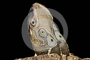 The Four-eyed turtle Sacalia quadriocellata