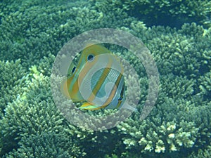 Four-eyes butterfly fish