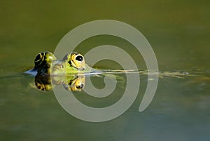 Four eyes of green frog