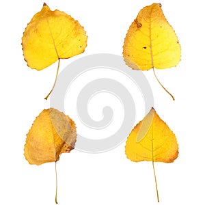 Four fall leaves