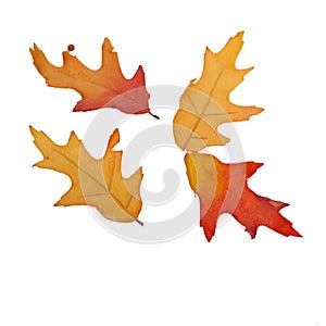 Four Fall Leaves Isolated