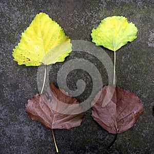 Four fallen leaves on mossy ground