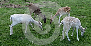 Four Fallow Deer grazing