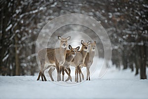 Four female deer in the winter forest. Animal in natural habitat