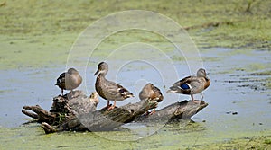 Four Female Mallards perched on trunk