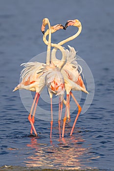 Four Flamingos socialising