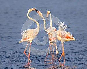 Four Flamingos socialising