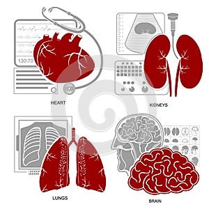 Four flat design medecine icon heart lungs brain kidneys photo