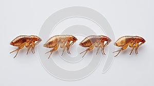 Four fleas in a row on white background. Pest control and bug extermination concept
