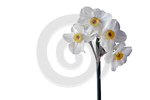 Four flower heads of daffodil on one stalk isolated on white background