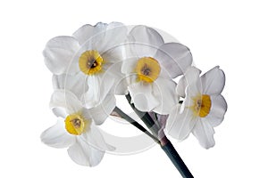 Four flower heads of daffodil on one stalk isolated on white background