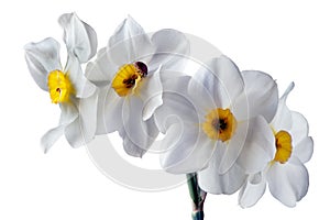 Four flower heads of daffodil on one stalk isolated on white background