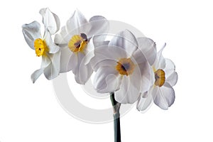 Four flower heads of daffodil on one stalk isolated on white background