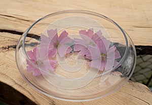 Four flower heads of Malva alcea in a glass vase on the wooden background
