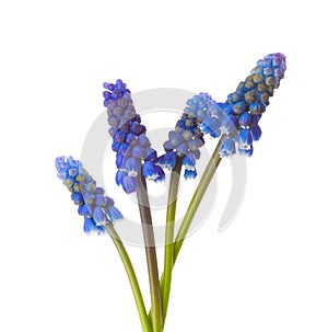 Four flowers of Grape Hyacinth isolated on white background