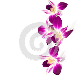 Four flowers of orchid isolated on a white background. Selective focus