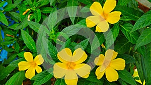 Four Flowers of yellow alder or Turnera ulmifolia with green background